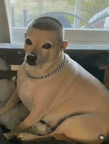 admin reveal