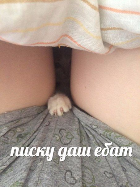 даш edam