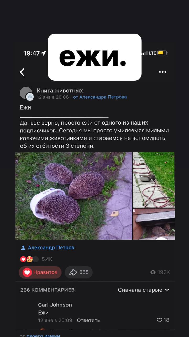 LTE eee Книга животных 12 янв от Александра Петрова Ежи Да, всё верно, просто ежи от одного из наших подписчиков. Сегодня мы просто умиляемся милыми колючими животинками и стараемся не вспоминать об о