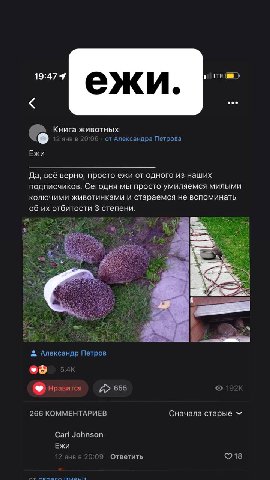 LTE eee Книга животных 12 янв от Александра Петрова Ежи Да, всё верно, просто ежи от одного из наших подписчиков. Сегодня мы просто умиляемся милыми колючими животинками и стараемся не вспоминать об о