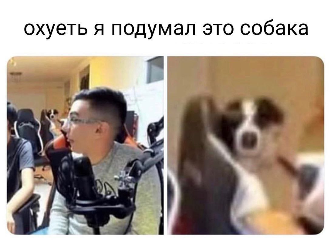 охуеть я подумал это собака У