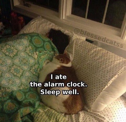 ate the alarm clock. Sleep well.