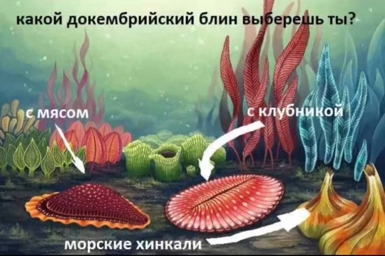 77 какой докембрийский блин выберешь ты? of MACOM AKO морские хинкали