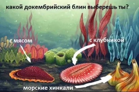 77 какой докембрийский блин выберешь ты? of MACOM AKO морские хинкали