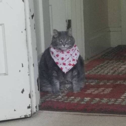 1 1 4 i