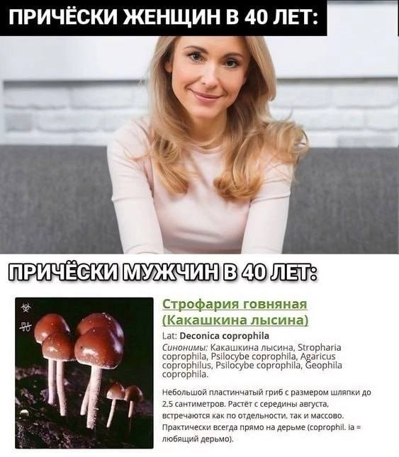 ПРИЧЁСКИ ЖЕНЩИН В 40 ЛЕТ: у Строфария говняная (Какашкина лысина) 4 Lat: Deconica coprophila Синонимы: Какашкина лысина, Stropharia coprophila, Psilocybe coprophila, 2 coprophilus, Psilocybe coprophil