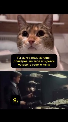 Ты выиграешь миллион долларов, но тебе придется оставить своего кота: