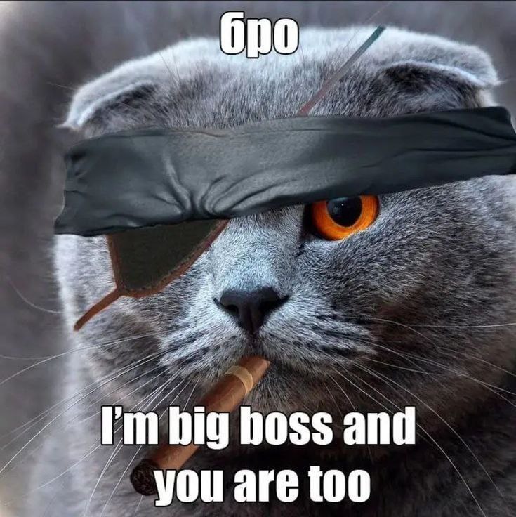 hig boss and А you are too