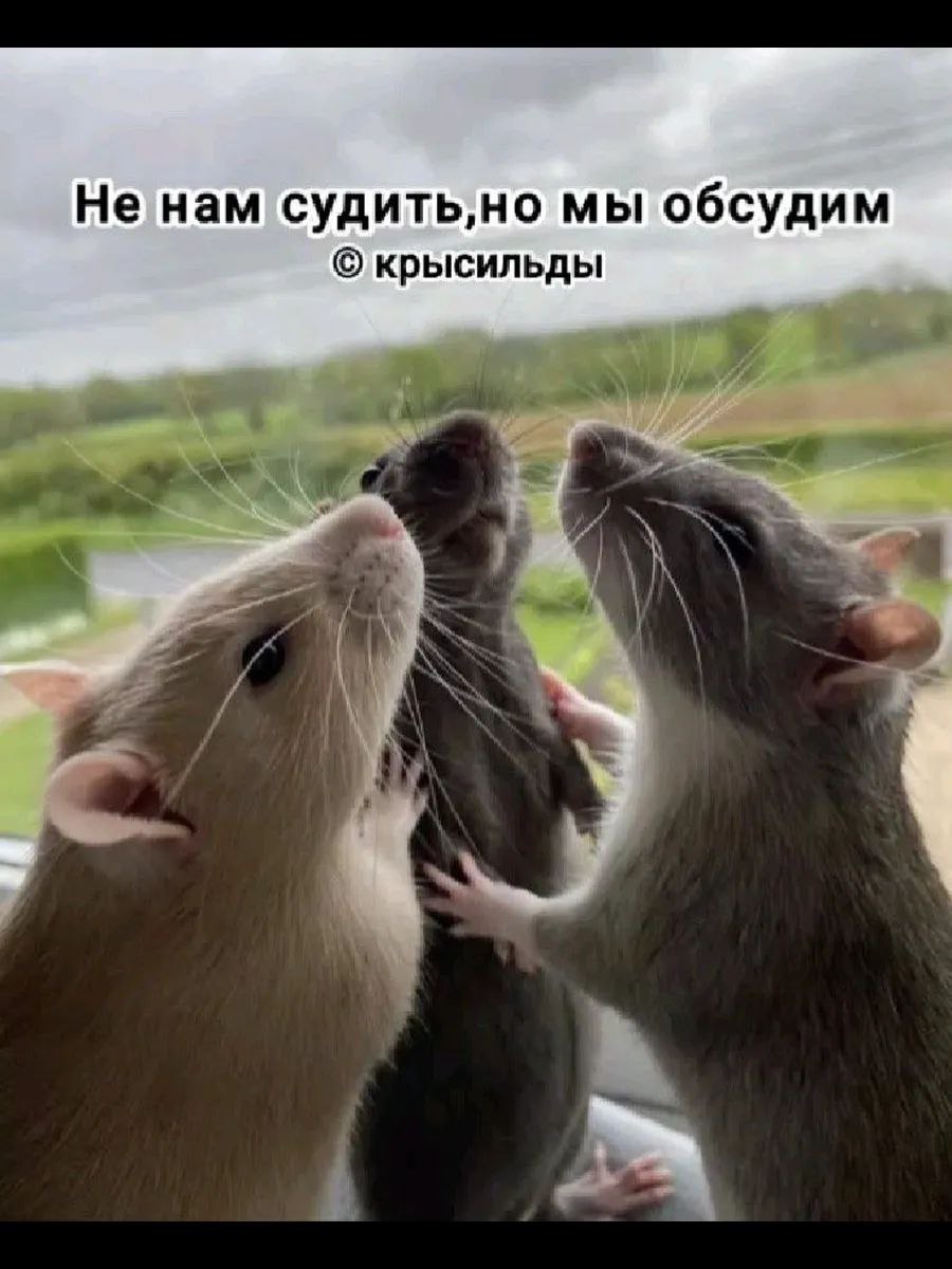Не нам судить,но мы обсудим крысильды 7