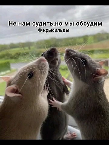 Не нам судить,но мы обсудим крысильды 7