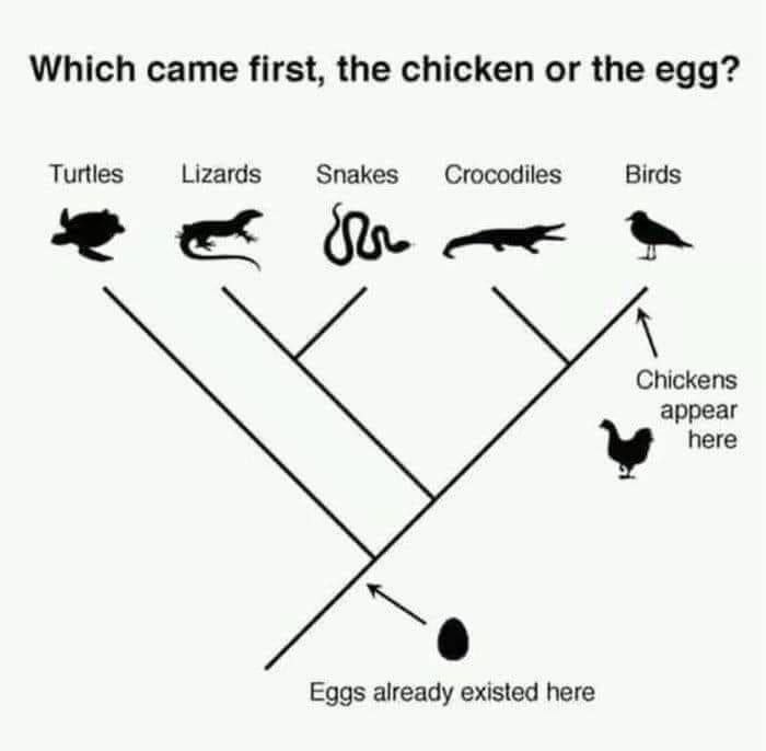 Which came first, the chicken or the egg? Turtles Lizards Snakes Crocodiles Birds Chickens appear here 5 Eggs already existed here