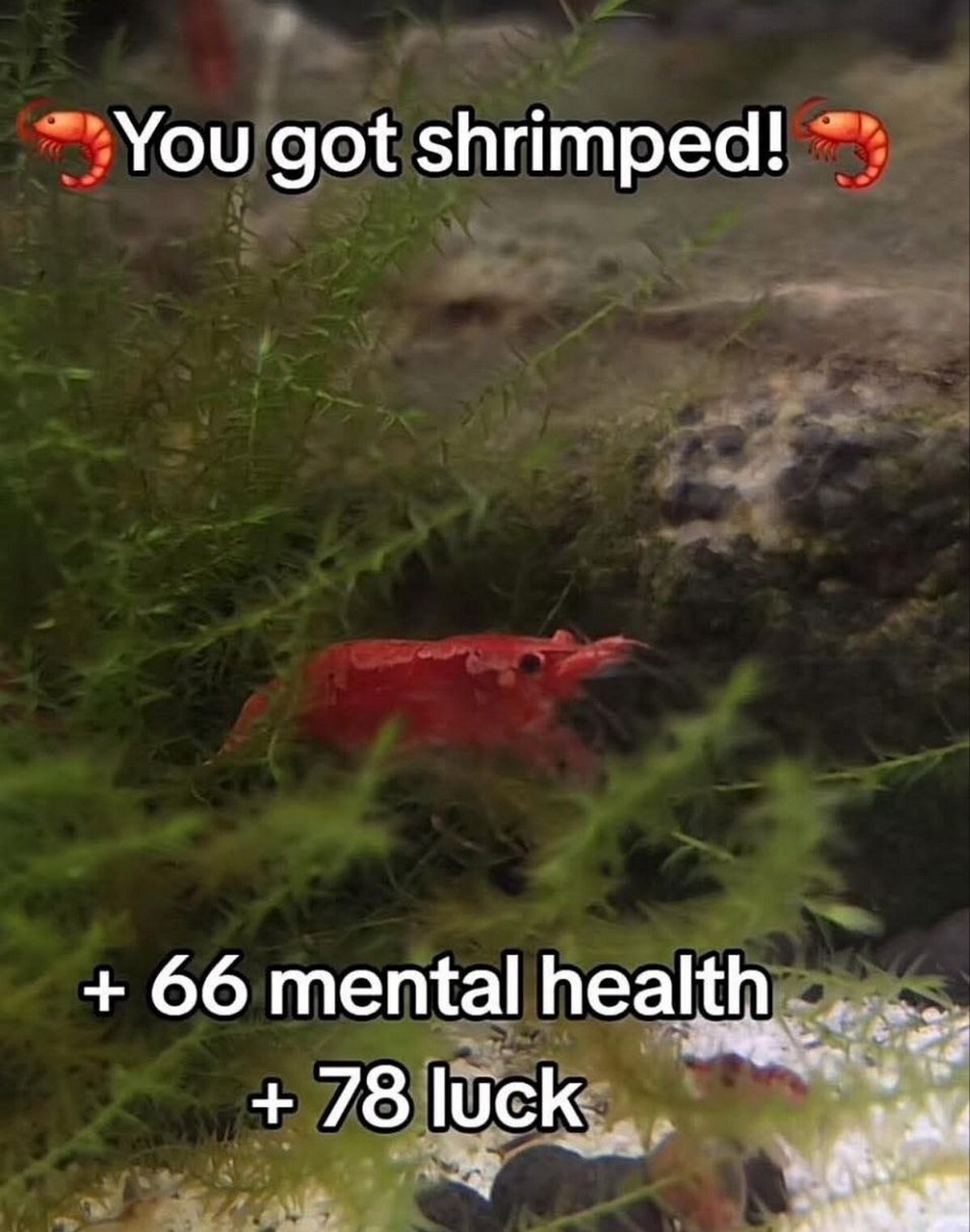 You got shrimped! 66 mental health 78