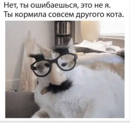 Нет, ты ошибаешься, это нея. Ты кормила совсем другого кота.