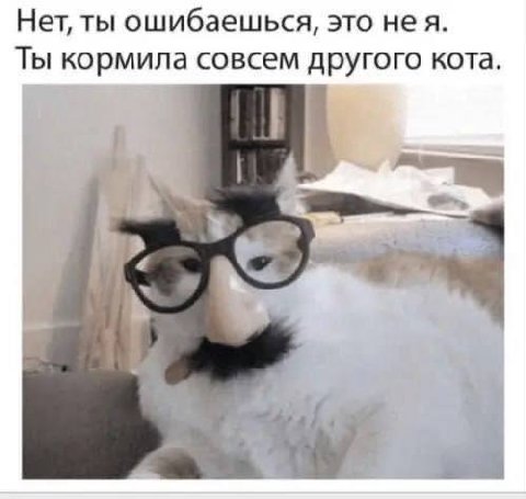 Нет, ты ошибаешься, это нея. Ты кормила совсем другого кота.