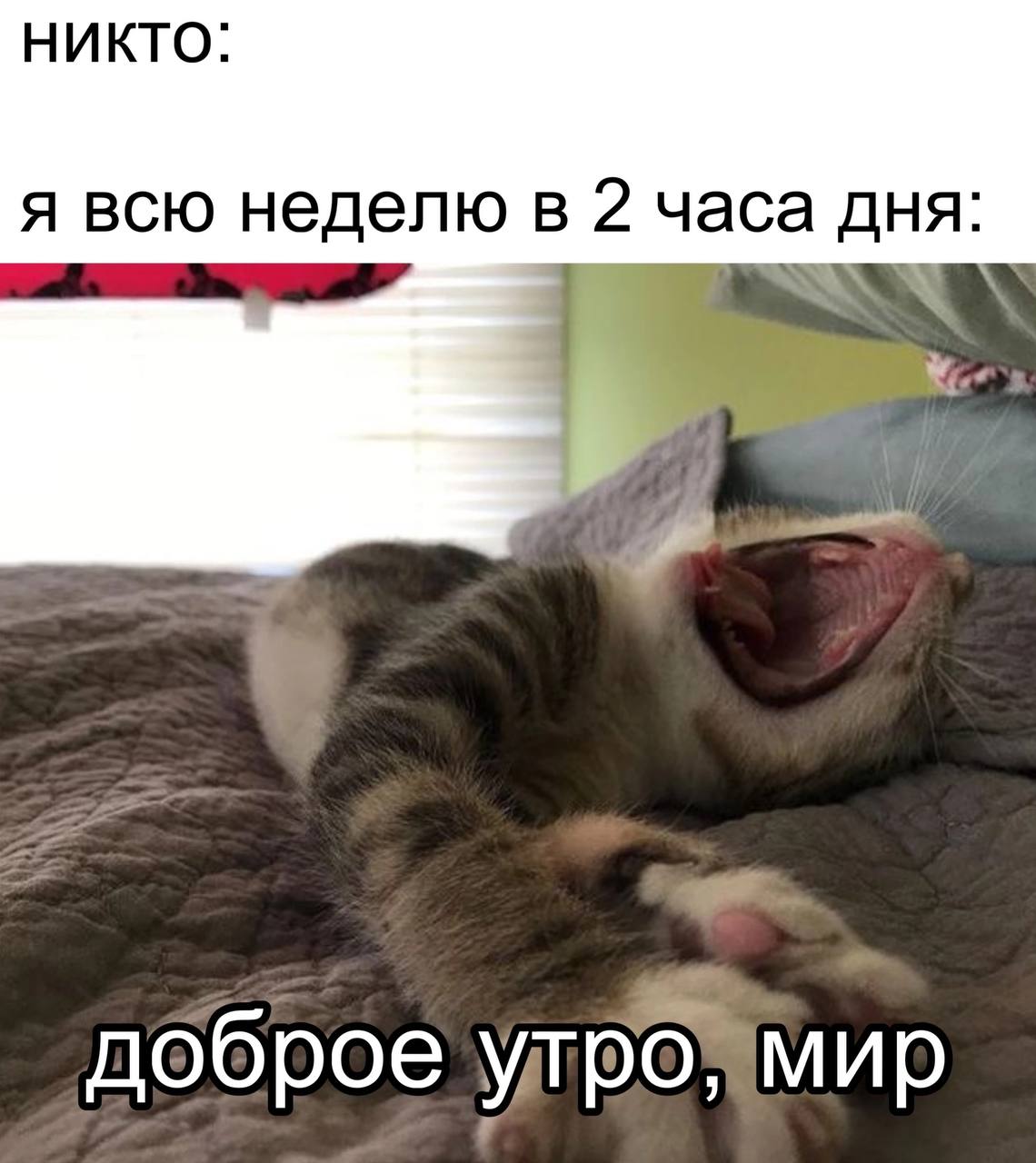 НИКТО: я всю неделю в часа дня доброе мир