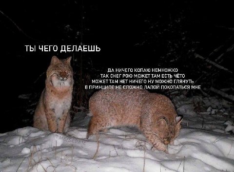 ТЫ ЧЕГО ДЕЛАЕШЬ ДА НИЧЕГО КОПАЮ НЕМНОЖКО ТАК СНЕГРОЮ МОЖЕТТАМ ЕСТЬ ЧЁТО МОЖЕТТАМ НЕТ НИЧЕГО НУ МОЖНО ГЛЯНУТЬ В ПРИНЦИПЕ НЕ СЛОЖНО ЛАПОЙ ПОКОПАТЬСЯ МНЕ yon