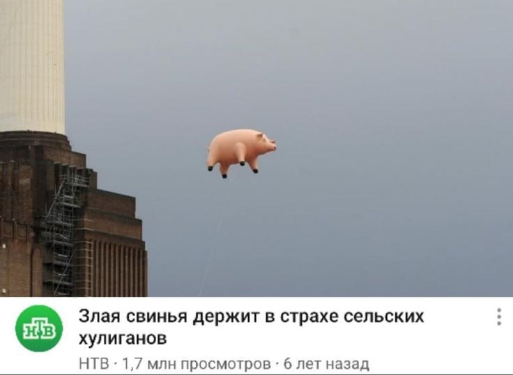 Злая свинья держит в страхе сельских хулиганов НТВ 1,7 млн просмотров 6 лет назад