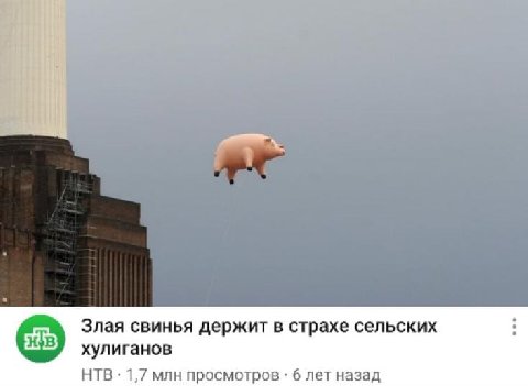 Злая свинья держит в страхе сельских хулиганов НТВ 1,7 млн просмотров 6 лет назад