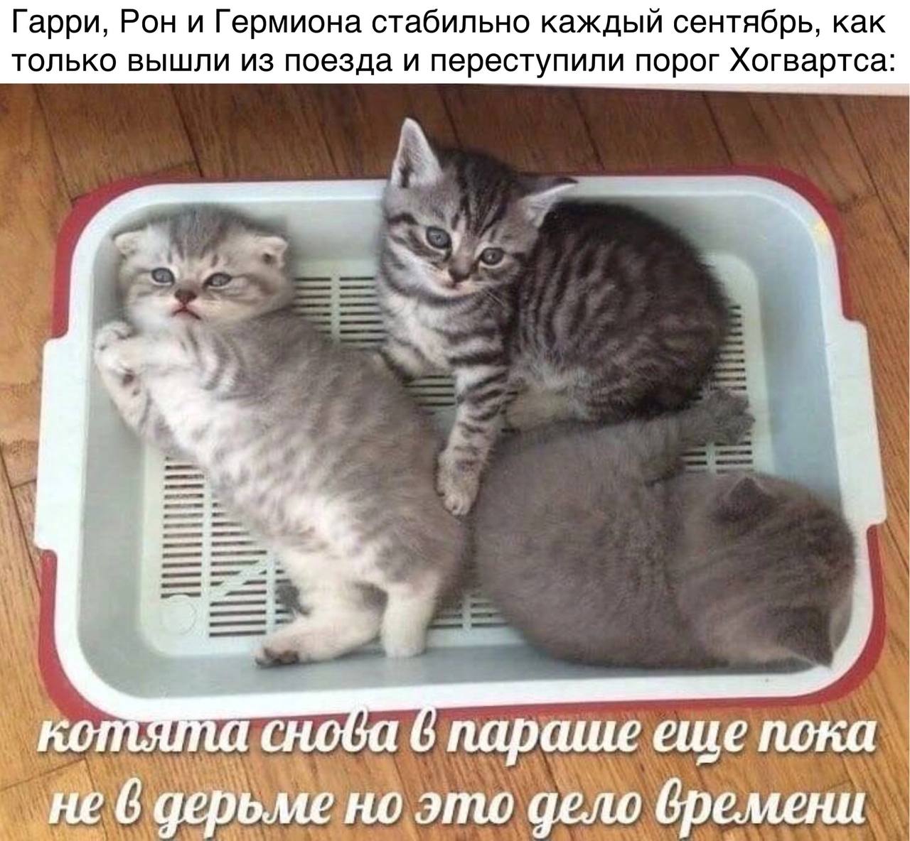 Гарри, Рон и Гермиона стабильно каждый сентябрь, как только вышли из поезда и переступили порог Хогвартса: aS параше еце пока не 6 дерьме но это дело бремени
