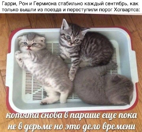 Гарри, Рон и Гермиона стабильно каждый сентябрь, как только вышли из поезда и переступили порог Хогвартса: aS параше еце пока не 6 дерьме но это дело бремени