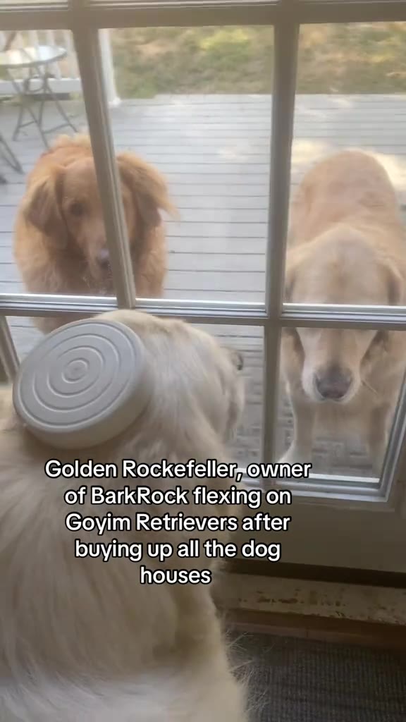 (Соеп!Роске!е!ег» OWNer a Of BarkRock flexing оп Goyim Retrievers after, Golden Rockefeller, owner ч “``, Соаеткоскетейег, wner Будет еее |