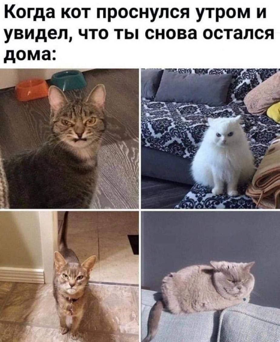 Когда кот проснулся утром и увидел, что ты снова остался дома: