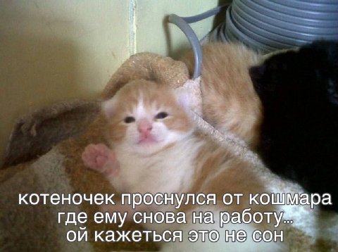 котеночек проснулся от кошмара где ему снова на кажеться это