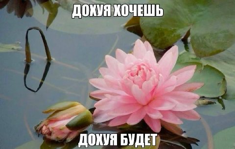 ХОЧЕШЬ ДОХУЯ БУДЕТ