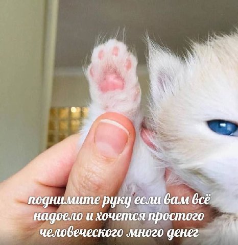поднимите руку если вам всё надоело и хочется простого человеческого много денег