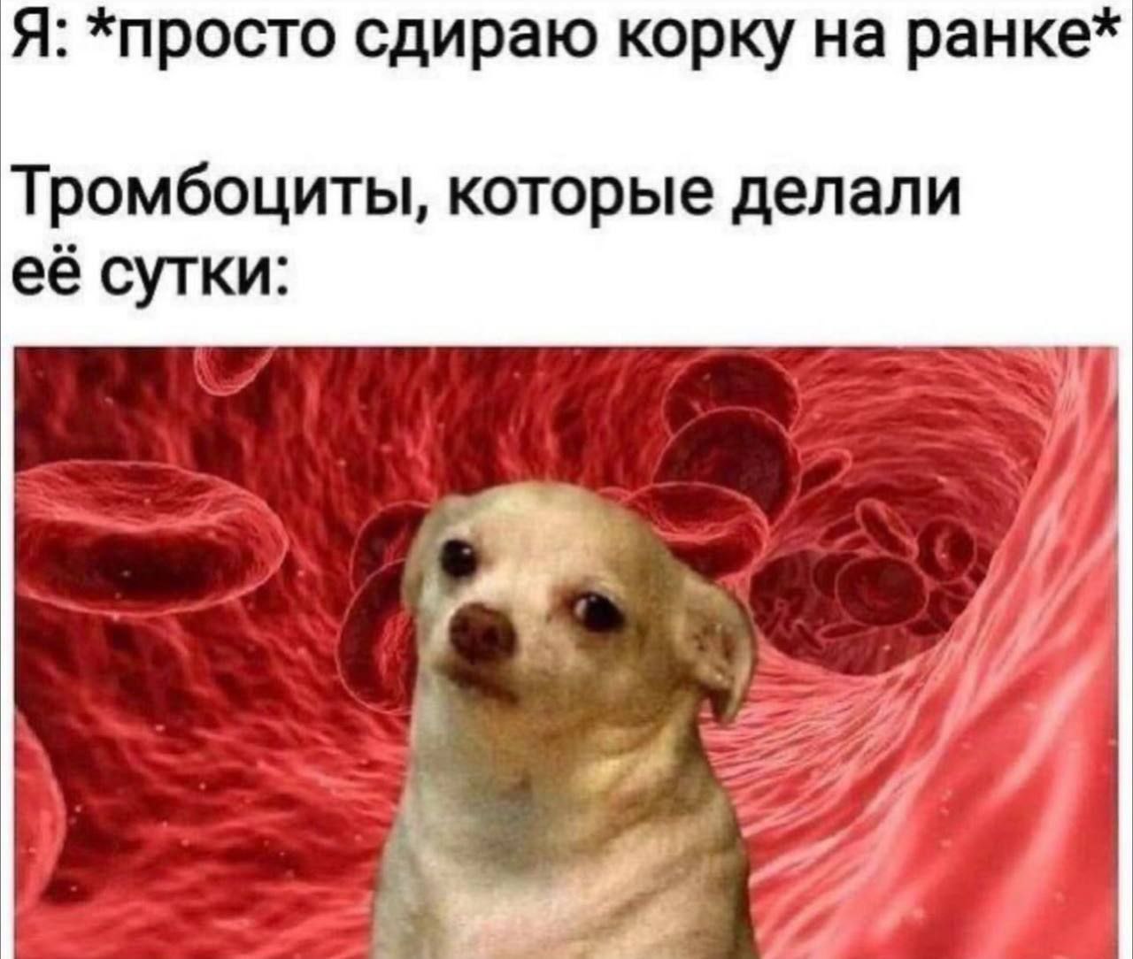 Я: *просто сдираю корку на ранке* Тромбоциты, которые делали её сутки: