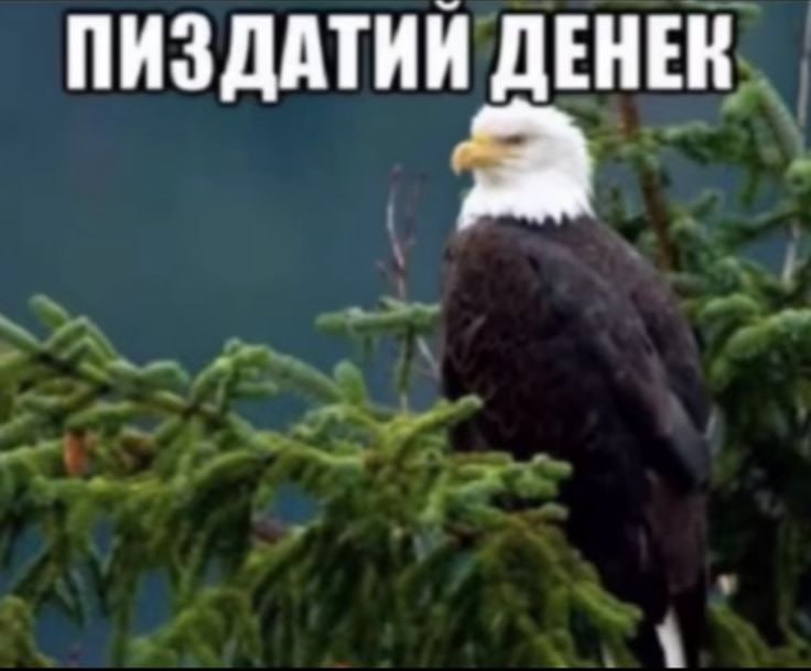 айс кьюб  такой