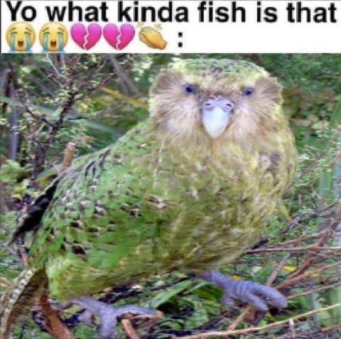 о wnat inda fish is that a