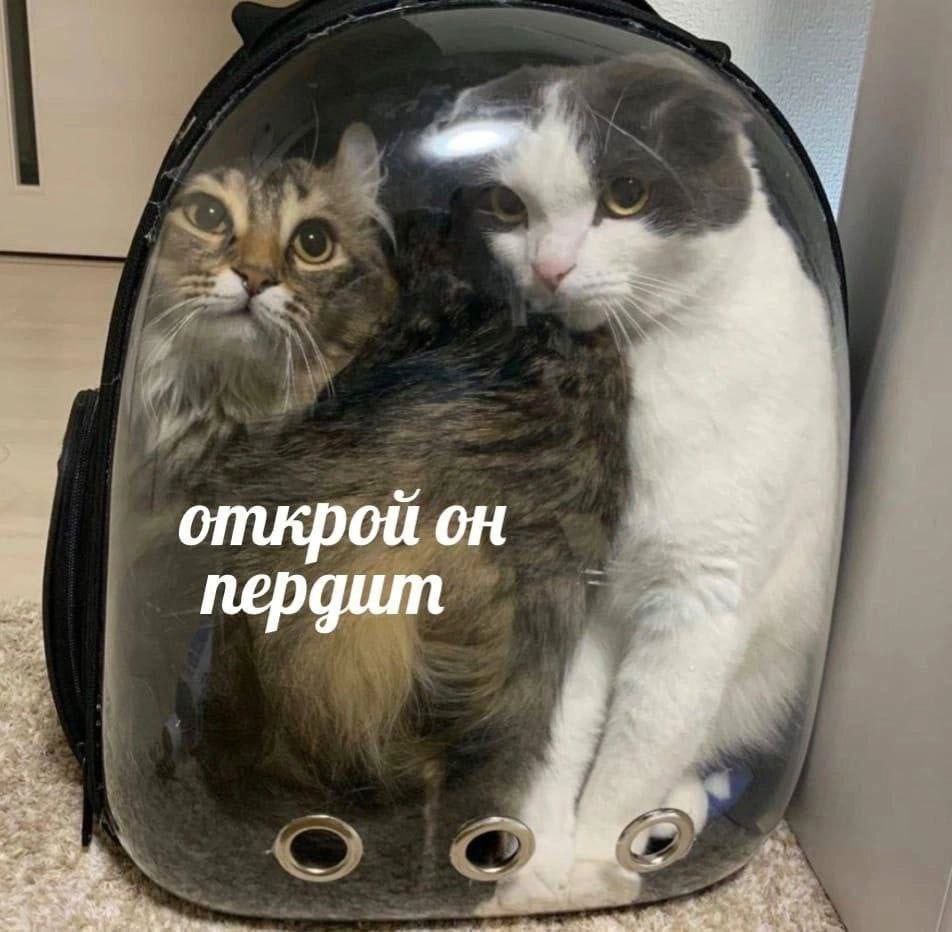 открой он пердит