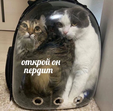 открой он пердит