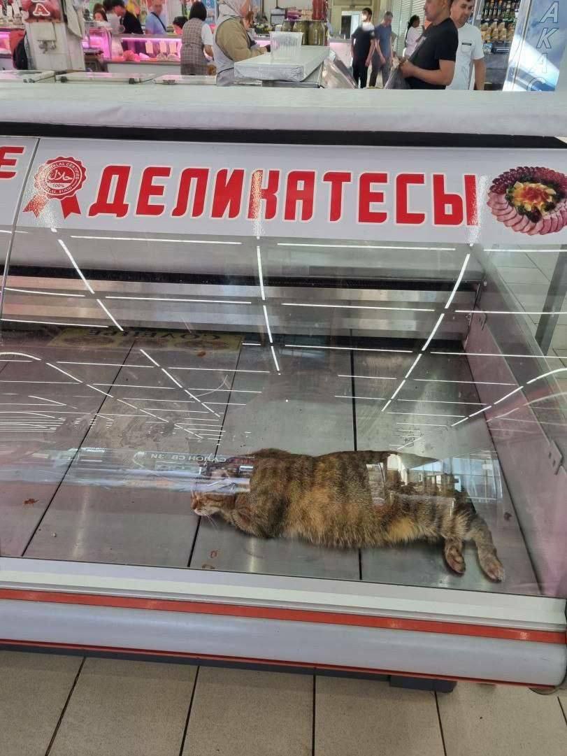 4 ДЕЛИ ПАТЕСЬ 4