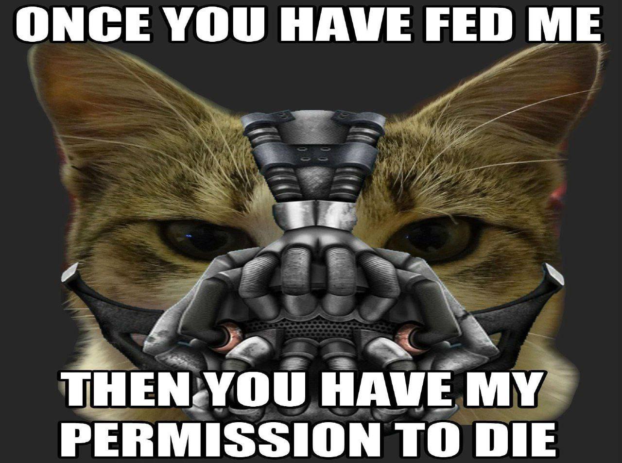 ONCE YOU HAVE FED ME и’ ТНЕМУОО HAVE PERMISSION TO DIE