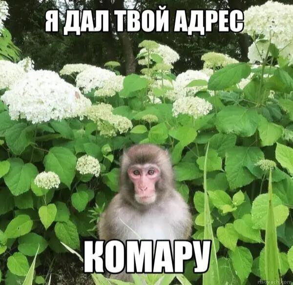 ДАЛ ТВОИ АДРЕС or я `КОМАРУ