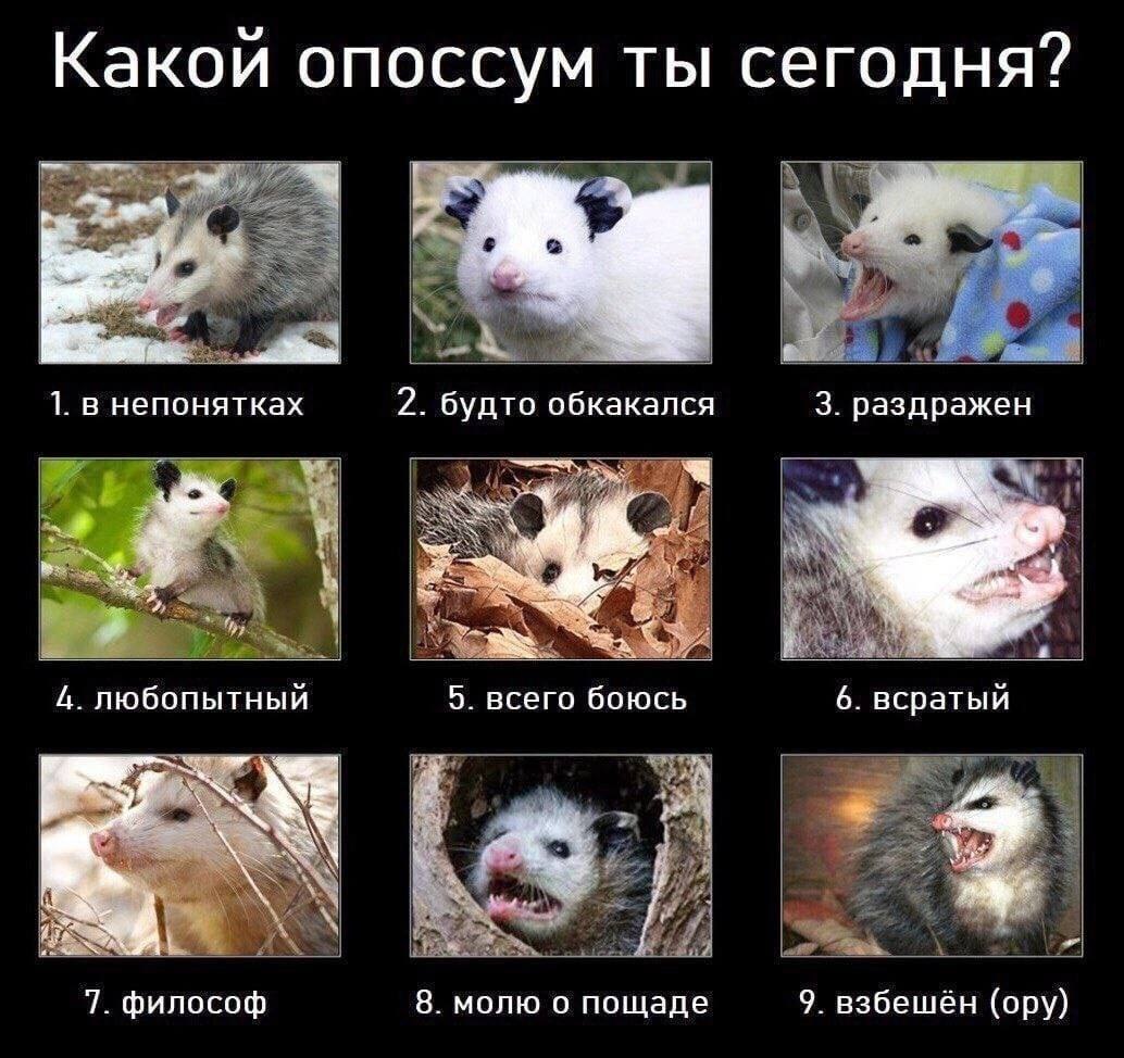 Какой опоссум ты сегодня? les 1. в непонятках 2. будто обкакался 3. раздражен 4. любопытный 5. всего боюсь 6. всратый 7. философ 8. молю о пощаде 9. взбешён (ору)