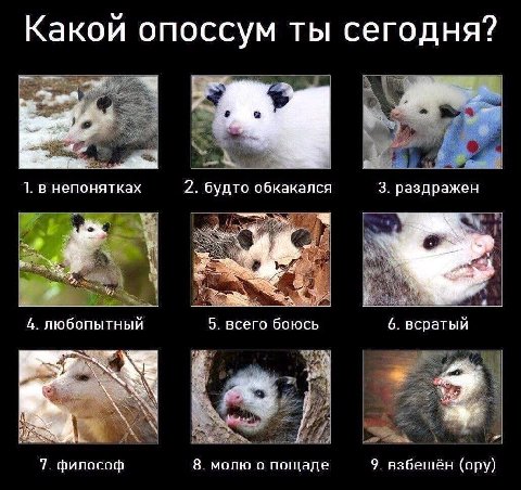 Какой опоссум ты сегодня? les 1. в непонятках 2. будто обкакался 3. раздражен 4. любопытный 5. всего боюсь 6. всратый 7. философ 8. молю о пощаде 9. взбешён (ору)