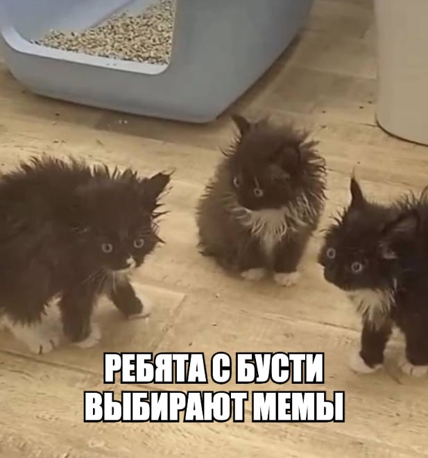 Чет не прут картинки, поэтому ребята с бусти выбирайте тему для мемов в вск, мб так попрут.