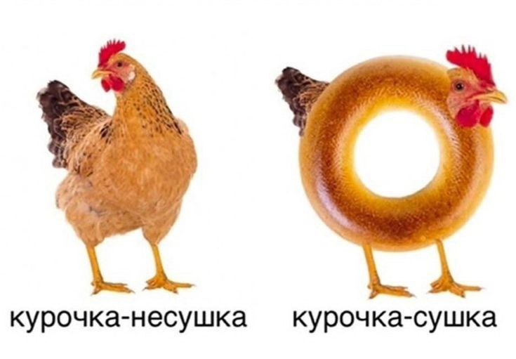 курочка-несушка курочка-сушка