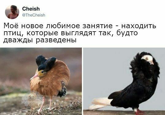 Cheish @TheCheish Моё новое любимое занятие находить птиц, которые выглядят так, будто дважды разведены