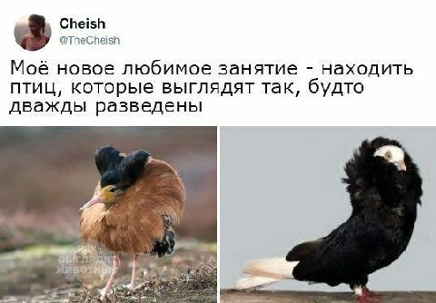 Cheish @TheCheish Моё новое любимое занятие находить птиц, которые выглядят так, будто дважды разведены