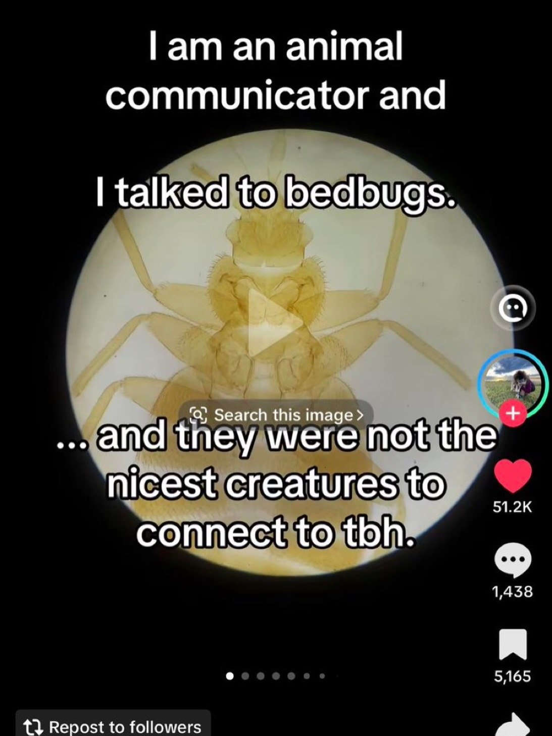 lam an animal Communicator and talked to bedbugs. (а) Search this image апа tney were not the nicest creatures to connect to tbh? 1,438 5165 13} Repost to followers a»