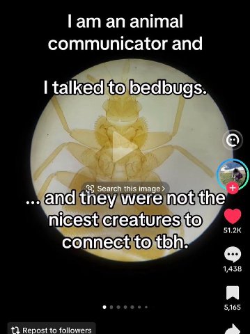 lam an animal Communicator and talked to bedbugs. (а) Search this image апа tney were not the nicest creatures to connect to tbh? 1,438 5165 13} Repost to followers a»