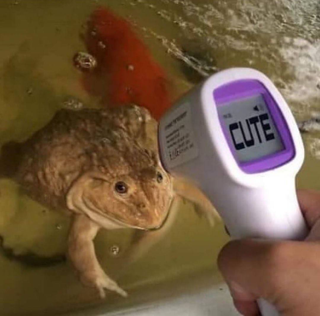 Yan