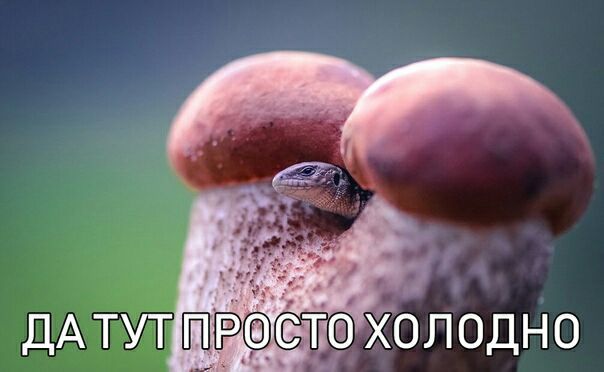ДАТУТ ХОЛОДНО