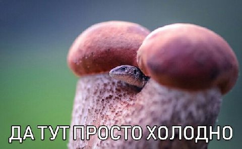 ДАТУТ ХОЛОДНО