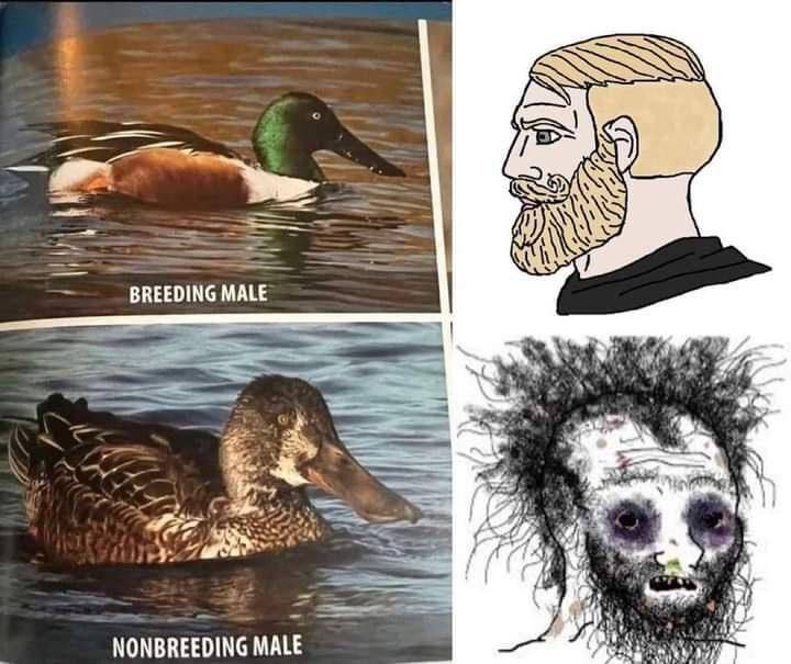 Я BREEDING ALE NONBREEDING MALE