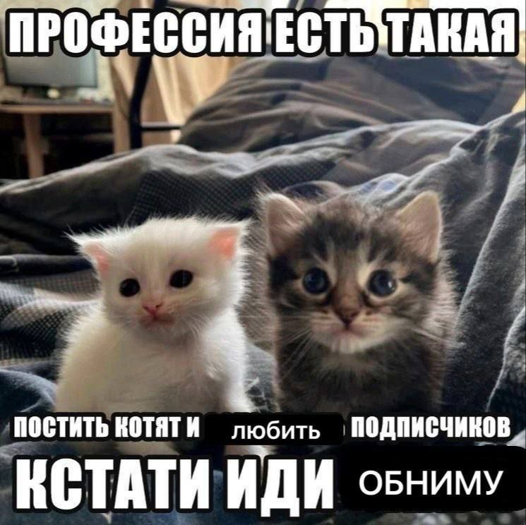 4 ПОСТИТЬ КОТЯТИ любить ПОДПИСЧИКОВ. КСТАТИ ИДИ овниму